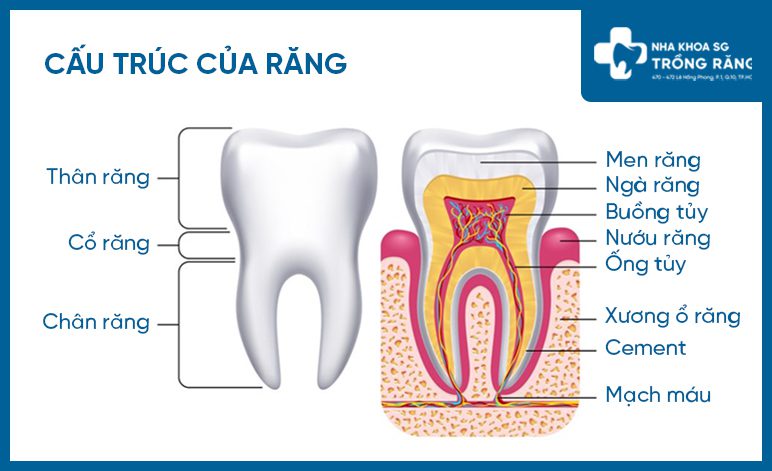 Cấu tạo mô học của răng