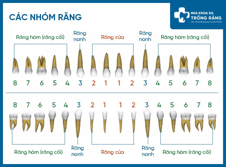 Sơ Đồ Các Nhóm Răng