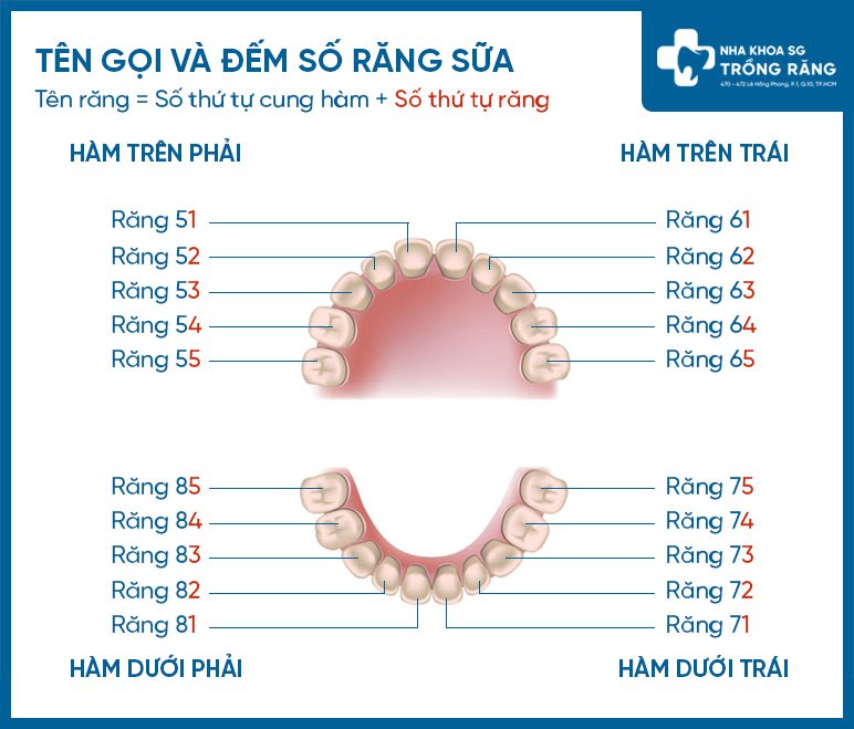 Sơ Đồ Răng Sữa