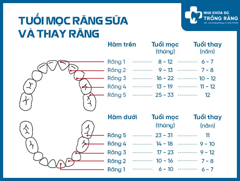Sơ đồ răng theo số