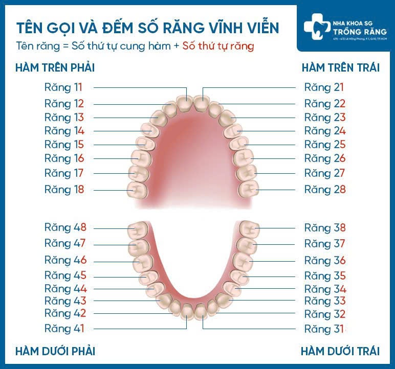 Sơ đồ răng vĩnh viễn